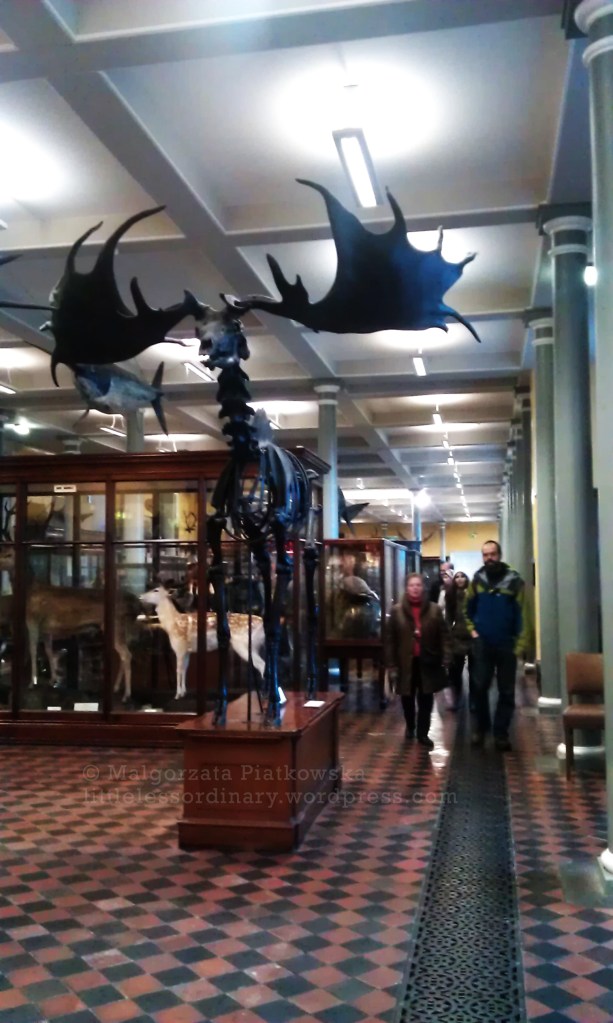 Museum of Natural History, Merrion sq.